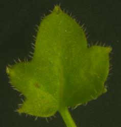 Cardamine coronata. Leaflet of cauline leaf.
 Image: P.B. Heenan © Landcare Research 2019 CC BY 3.0 NZ